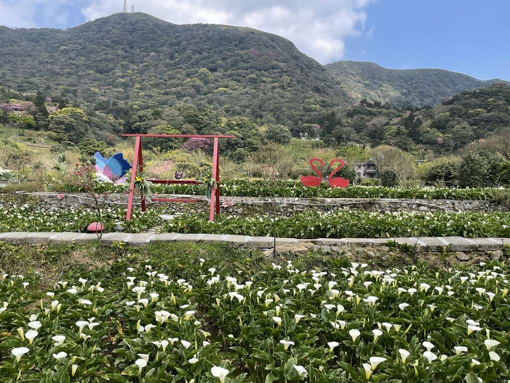 海芋花田风景(图片来源：台北市政府工务局大地工程处)