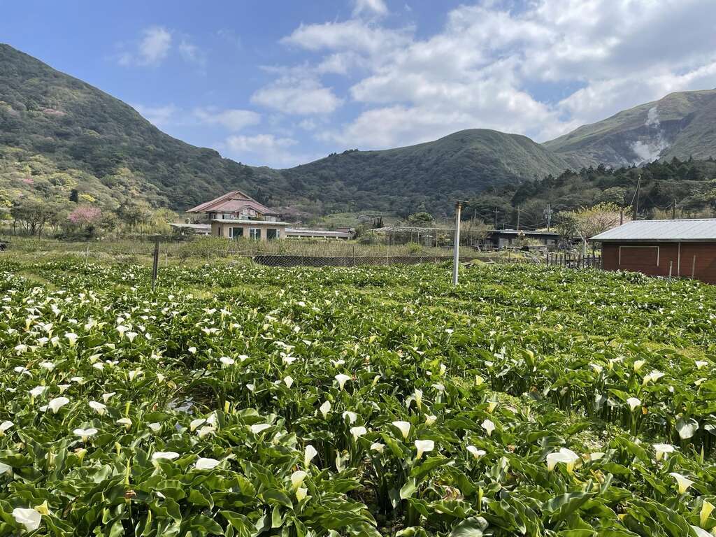顶湖海芋花海(图片来源：台北市政府工务局大地工程处)
