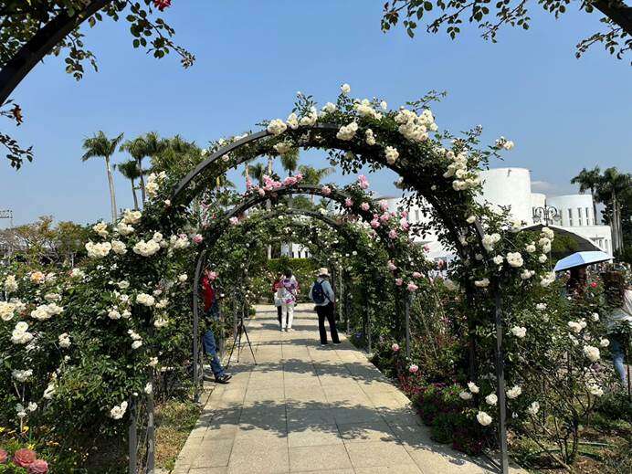 「 台北玫瑰展」五彩玫瑰园的玫瑰花廊爬满玫瑰，花开正美(图片来源：台北市政府工务局公园路灯工程管理处)
