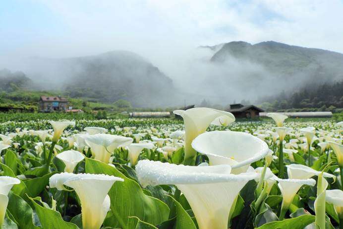 「竹子湖海芋季」3月14日起唯美登场(图片来源：台北市政府工务局公园路灯工程管理处)