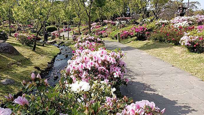 「阳明山花季」樱花溪流区的杜鹃正热情绽放(图片来源：台北市政府工务局公园路灯工程管理处)