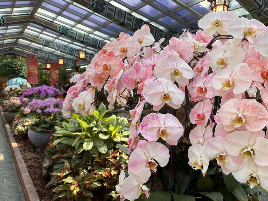 室內展覽館展示各種春季應景花卉，更收集台灣在國際上創新的蝴蝶蘭染色與噴染技術(圖片來源：臺北市政府工務局公園路燈工程管理處)