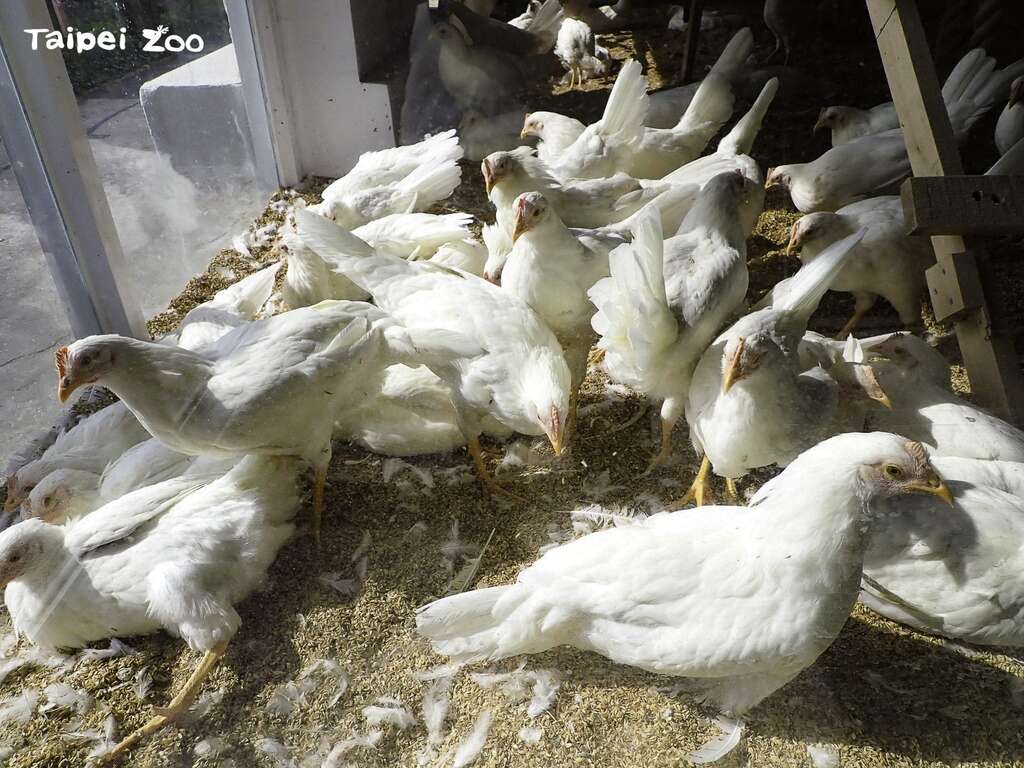 鸡只喜欢晒日光浴(图片来源：台北市立动物园)