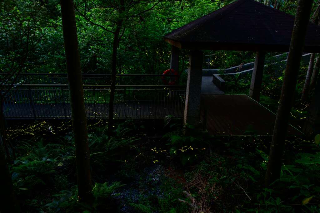 木栅公园萤火虫的美丽身影-111年摄(图片来源：台北市政府工务局公园路灯工程管理处)