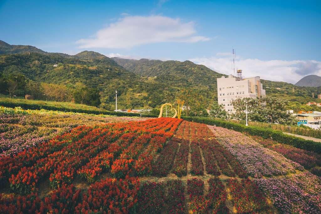 选用薰衣草、金莲花、银叶菊、一串红、五彩石竹及秋海棠，建构出渐层俐落的线条感，壮阔之景不负台版富良野美名。(图片来源：台北市政府工务局公园路灯工程管理处)