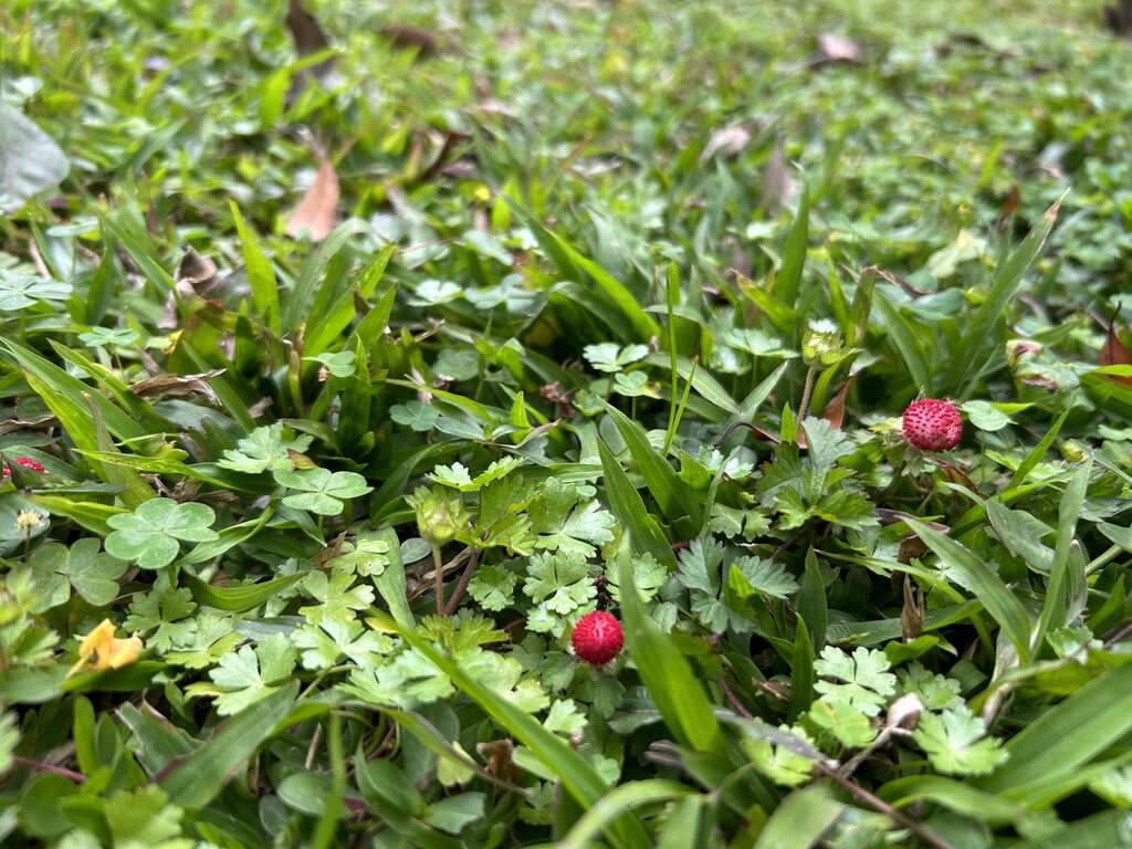 小动物的美食「蛇莓」，但味道跟草莓差很远，别跟小动物抢食(图片来源：台北市政府工务局公园路灯工程管理处)