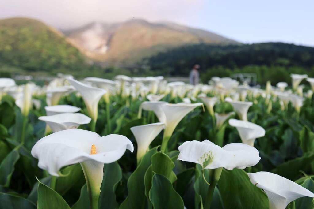 盛开的海芋(图片来源：台北市政府产业发展局)