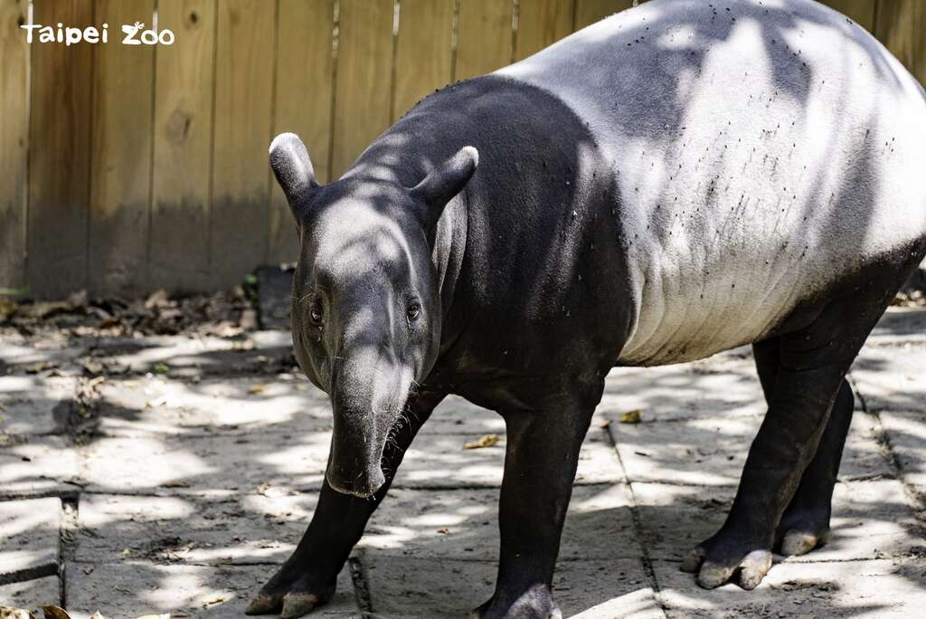 来自新加坡动物园的「Putri」(图片来源：台北市立动物园)