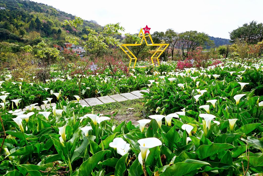 连假期间适逢阳明山竹子湖海芋盛开，欢迎民众前往观赏。(图片提供：台北市政府观光传播局)