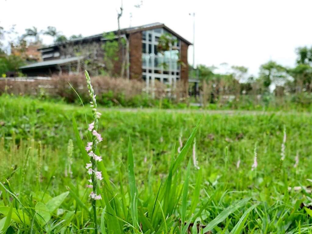 山水綠生態公園「創能、儲能示範場域」周邊綬草盛開(圖片來源：臺北市政府環境保護局)