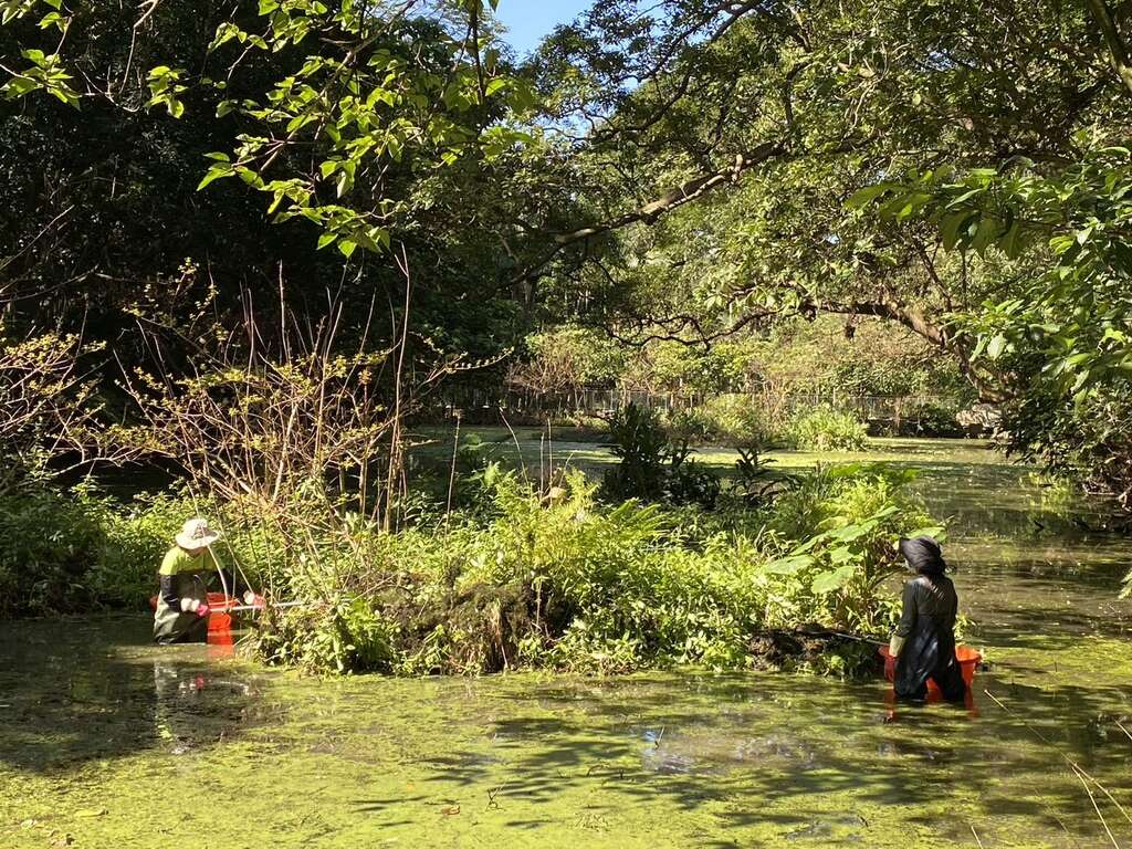 志工进行栖地维护工作-整理浮岛植物(图片来源：台北市政府工务局公园路灯工程管理处)
