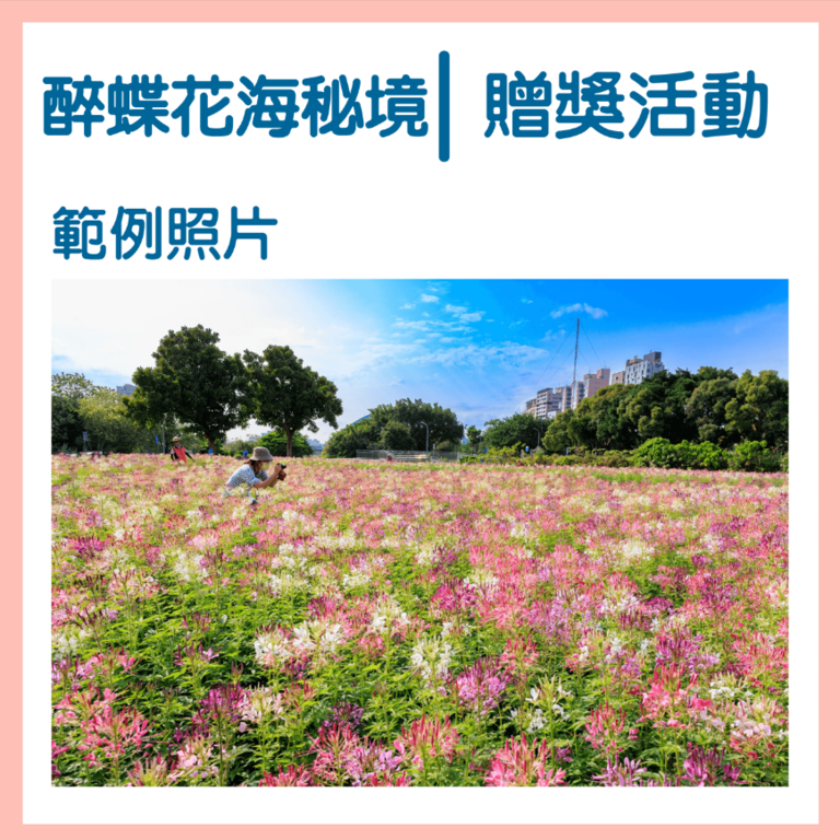 Guting Riverside Teeming with Blooming Spiny Spiderflowers! Photo Prize Campaign Launched