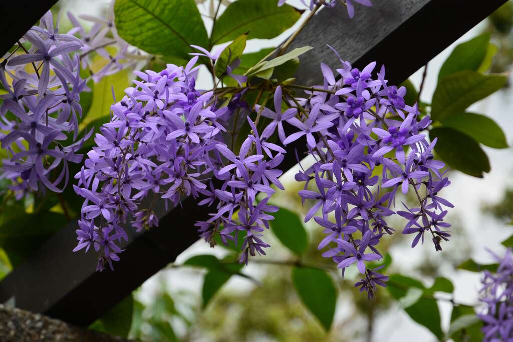 Purple Wreath Vines Bloom at Daan Forest Park