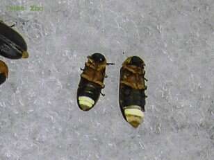 有兩個亮點的是雄蟲(左)，一個亮點的是雌蟲(右) (圖片來源：臺北市立動物園)