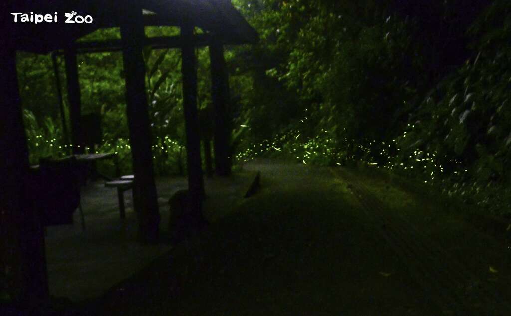 野外的螢火蟲季節已經開始盛大登場(動物園蟲蟲探索谷) (圖片來源：臺北市立動物園)