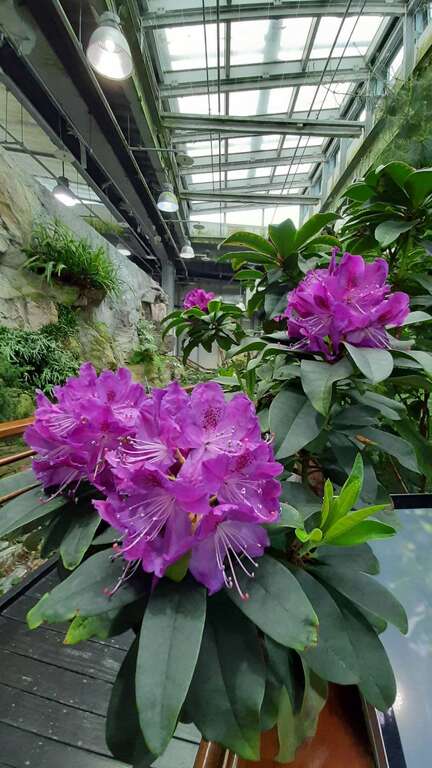 臺北典藏植物園擁有豐富植物資源，圖為高山植物區現正盛開的石楠杜鵑。(圖片來源：臺北市政府工務局公園路燈工程管理處)
