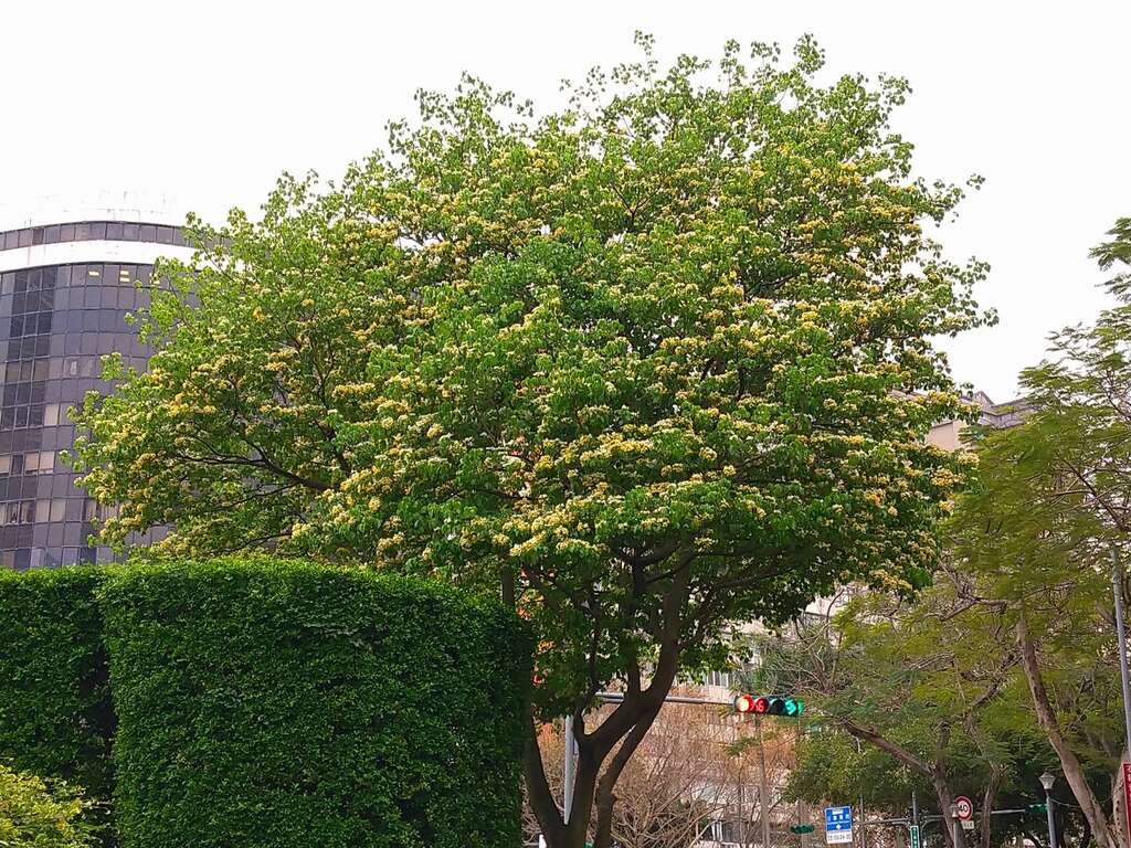 加罗林鱼木已达满花，宛如春季时尚变装秀增添北市街头风格(图片来源：台北市政府工务局公园路灯工程管理处)