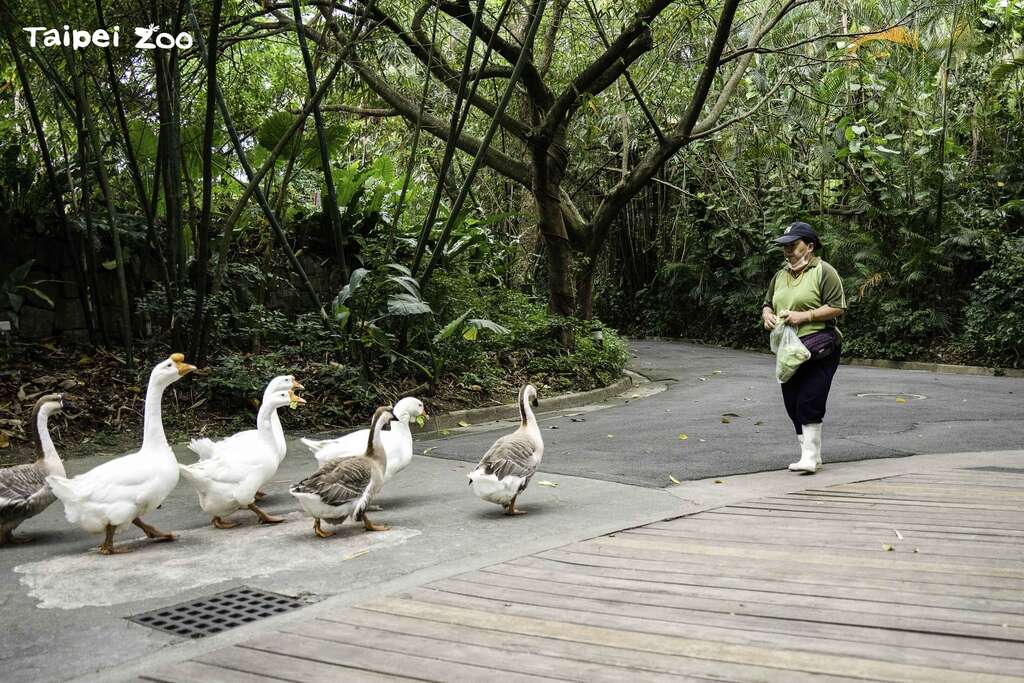 家鹅很容易”结党群聚＂，又喜欢一只挨着一只跟随(图片来源：台北市立动物园)