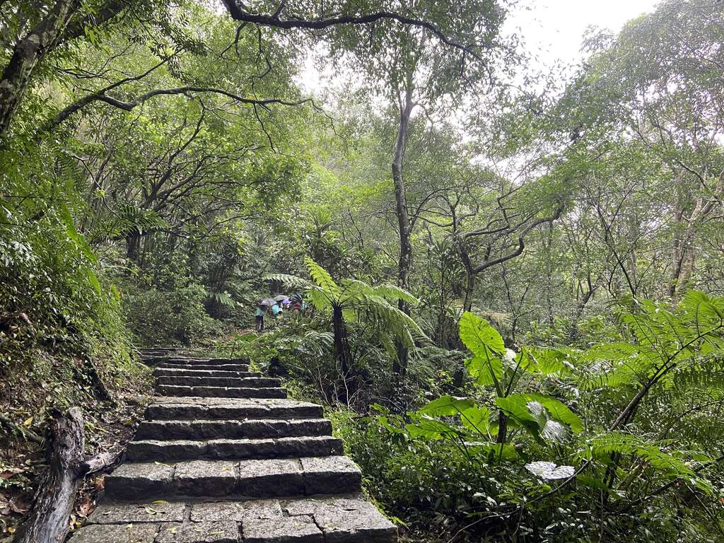 步道旁樹木高大茂密，提供很好的遮蔭，夏日登山也能很舒適。(圖片來源：臺北市政府工務局大地工程處)
