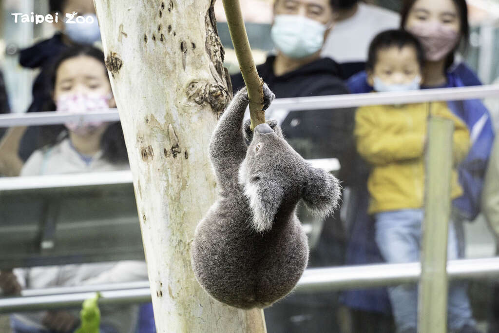 動物園設計無尾熊教育展示時，使用開放場域的方式，讓無尾熊於高處棲架上自由移動、採食展現自然行為(圖片來源：臺北市立動物園)