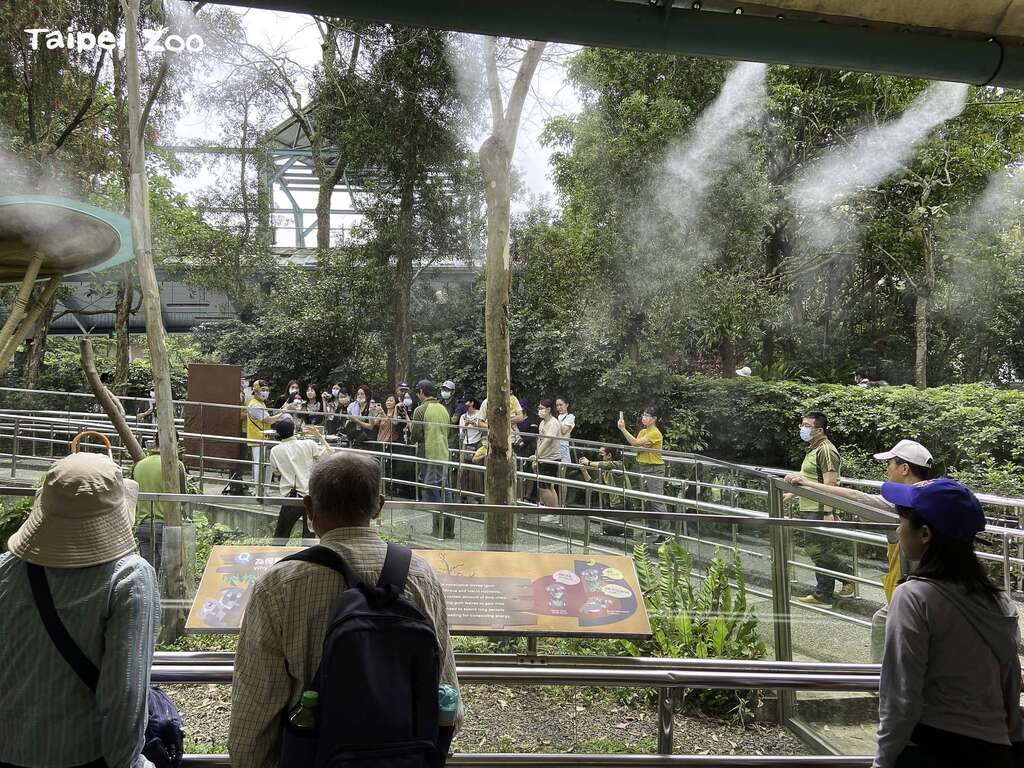 参与的游客在无视线隔阂的空间中，将能更加了解可爱又带有神秘气质的无尾熊(图片来源：台北市立动物园)
