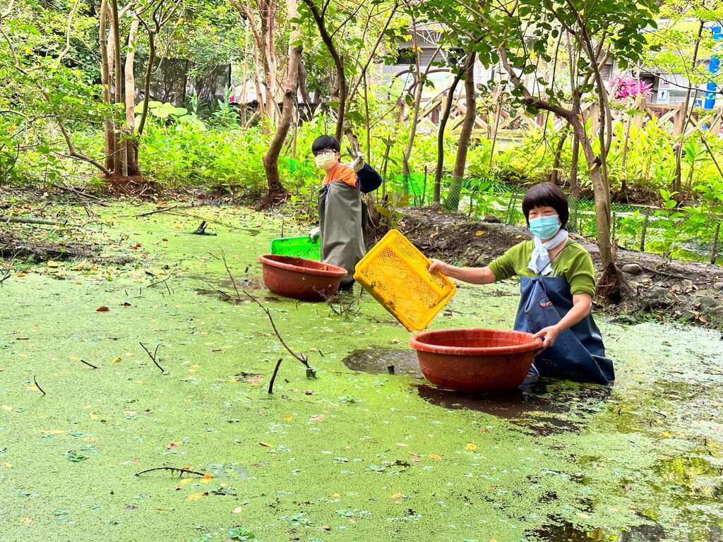 志工队每月进行工作日，穿青蛙装入生态池清除外来种及淤泥。(图片来源：台北市政府工务局公园路灯工程管理处)