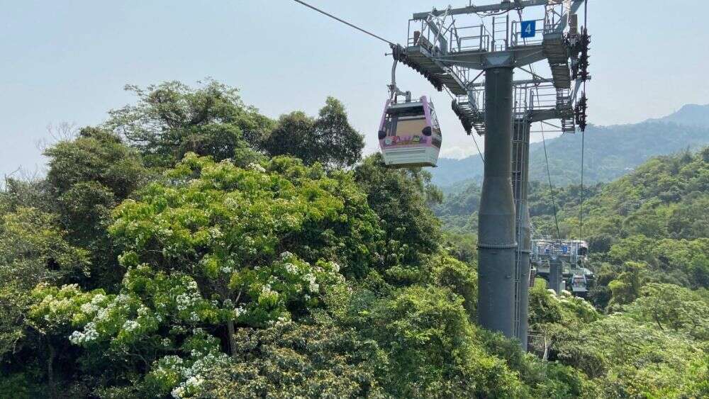 油桐花在猫空山头绽放(图片来源：台北大众捷运股份有限公司)