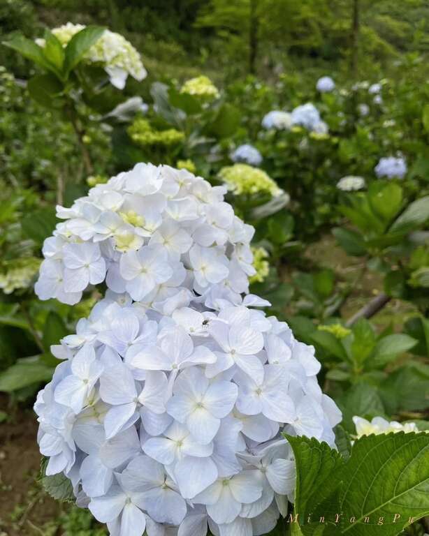 白色绣球花品种-白绣球(图片来源：台北市政府产业发展局)