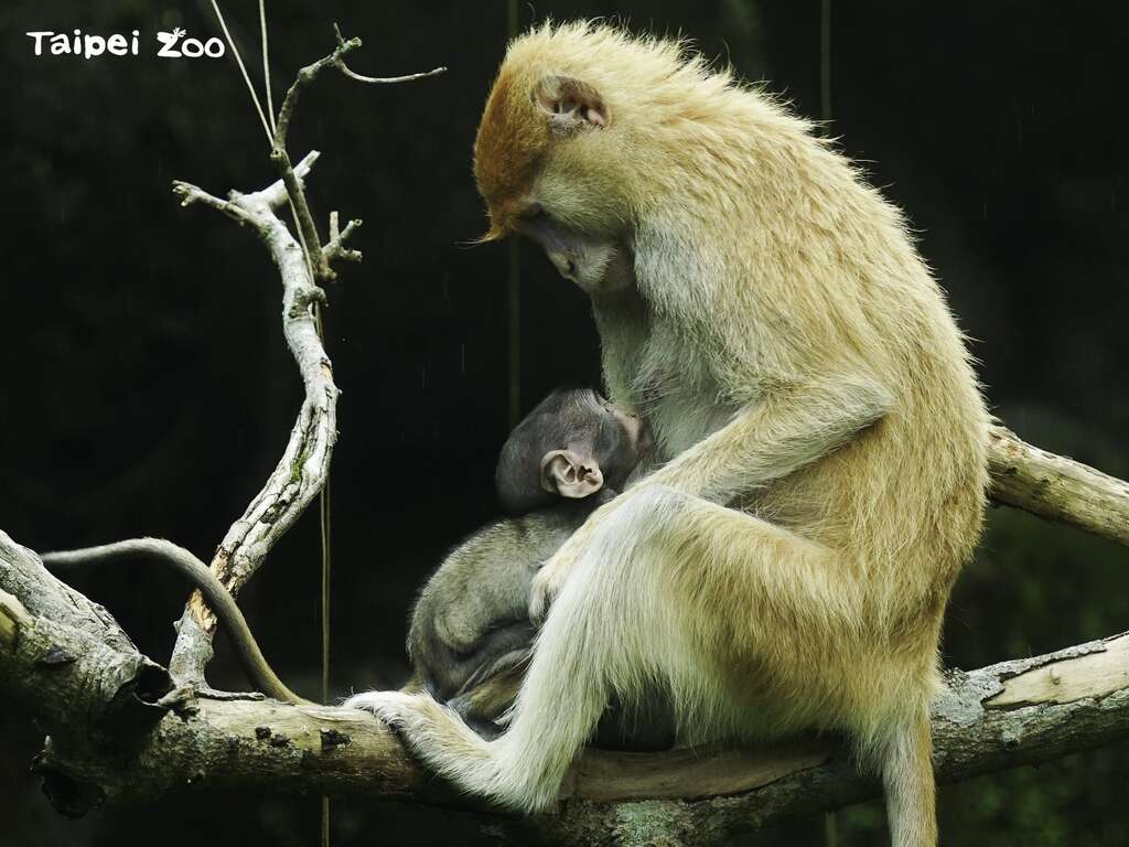 祝所有伟大的妈妈们，母亲节快乐！(红猴母子-詹德川摄) (图片来源：台北市立动物园)