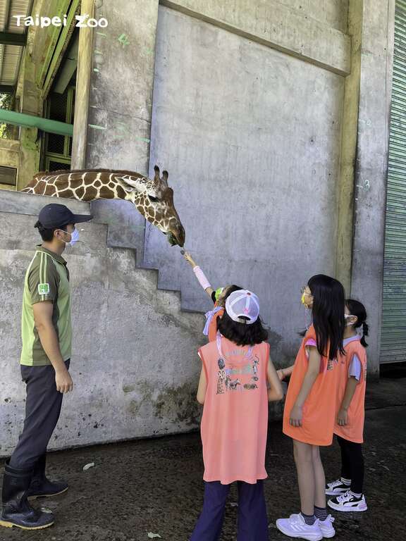 保育员体验营，学员喂长颈鹿吃树叶(图片来源：台北市立动物园)