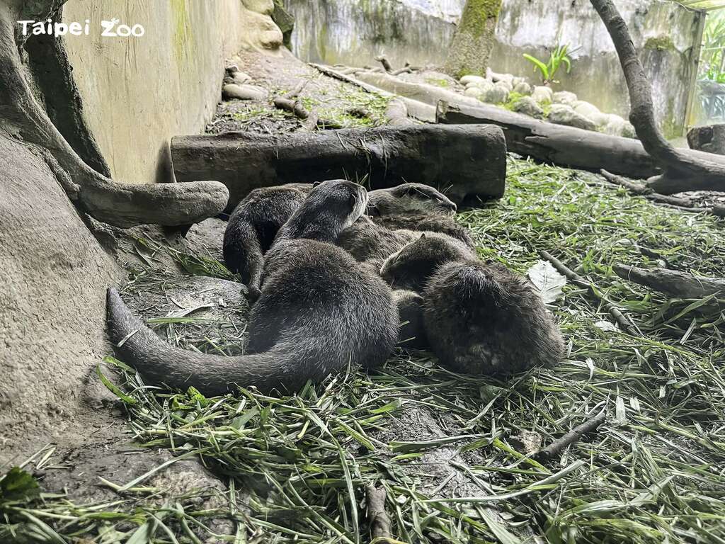 小爪水獺「史達奇」一家本週正式與遊客見面(蔡伊琳攝) (圖片來源：臺北市立動物園)