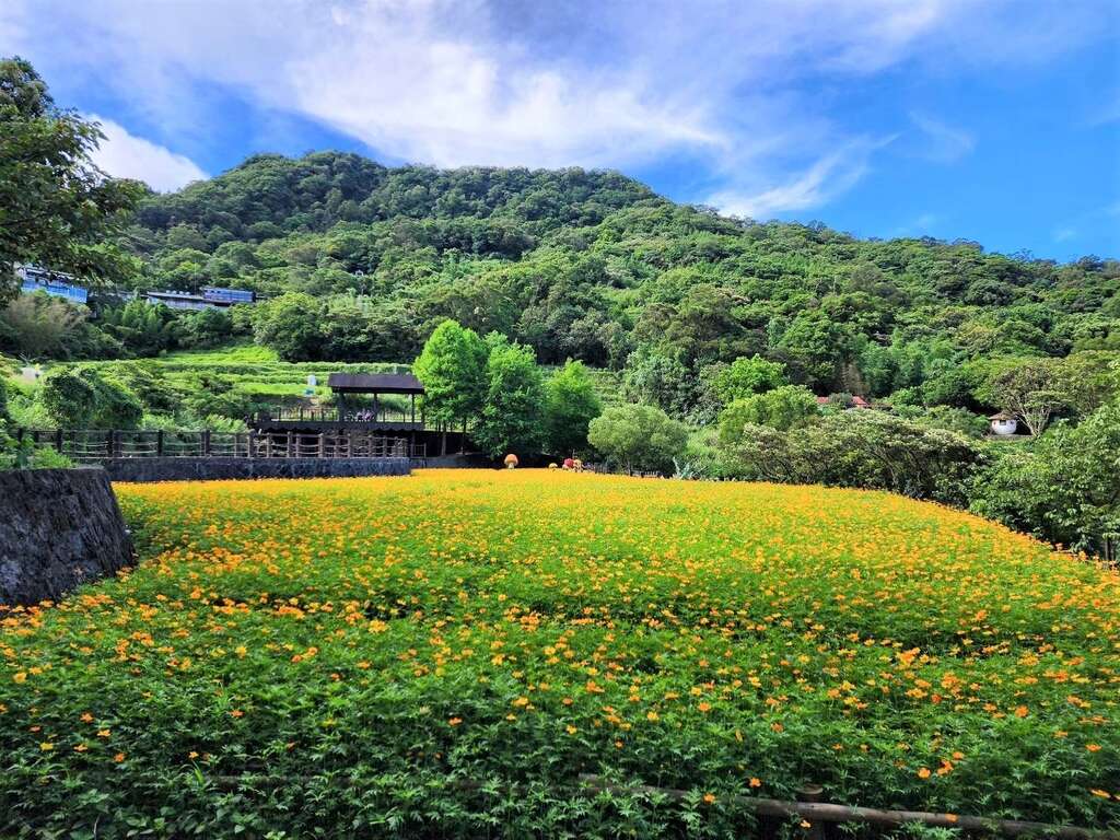 花田花况(图片来源：台北市政府工务局大地工程处)