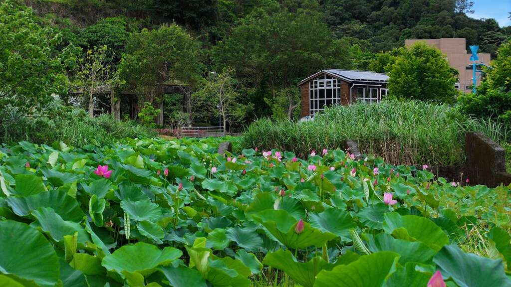 南港山水綠生態公園荷花陸續綻放(圖片來源:臺北市政府環境保護局)