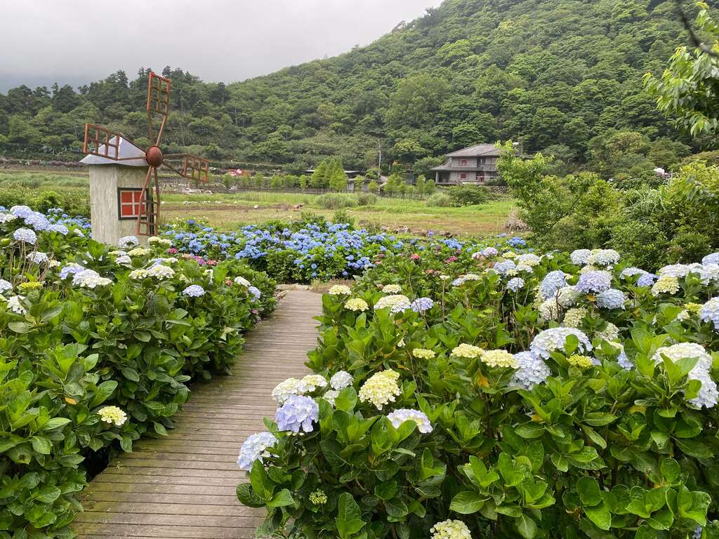 繡球花花色漸層多變，美不勝收(圖片來源：臺北市政府工務局大地工程處)