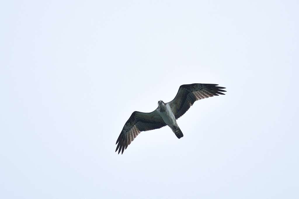 魚鷹(稀有保育類)可俯衝入水捕食魚類(圖片來源：臺北翡翠水庫管理局)