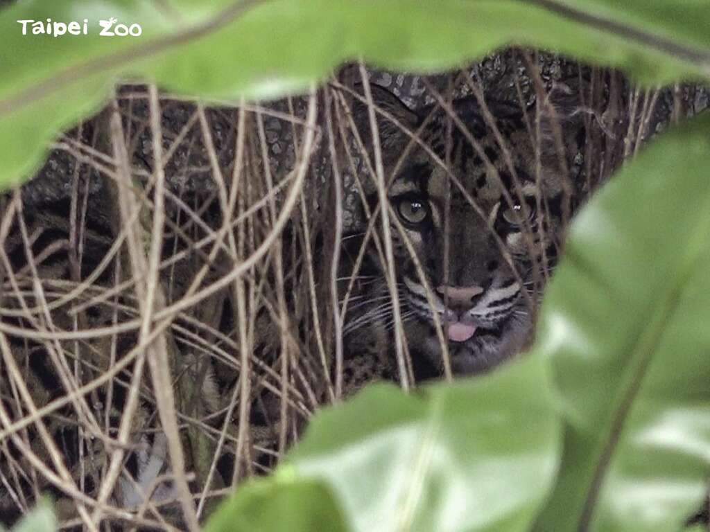 「Suki」：這樣你還找得到？！算你厲害！(圖片來源：臺北市立動物園)