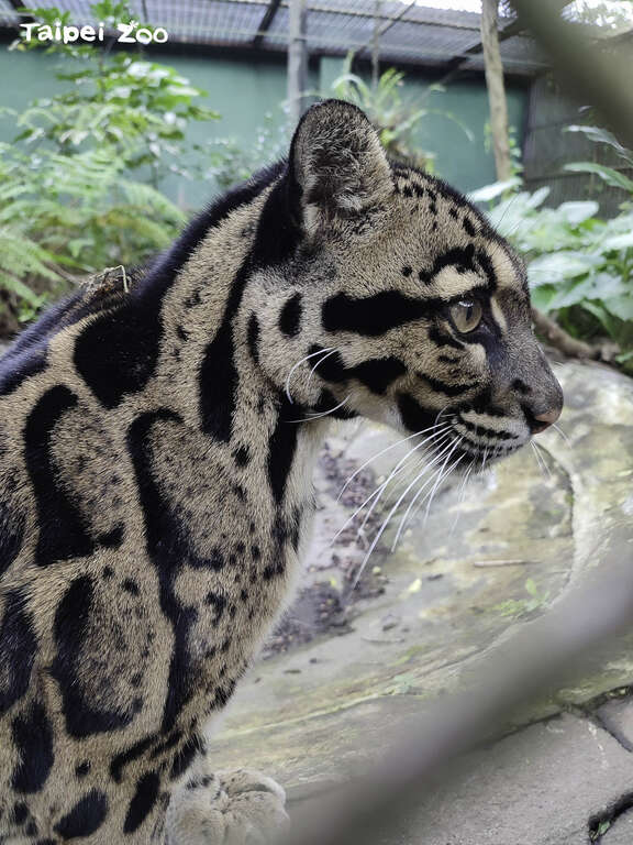 雲豹「Suki」結束半年寄宿旅程 重返臺灣動物區和大家見面（羅君偉攝）(圖片來源：臺北市立動物園)