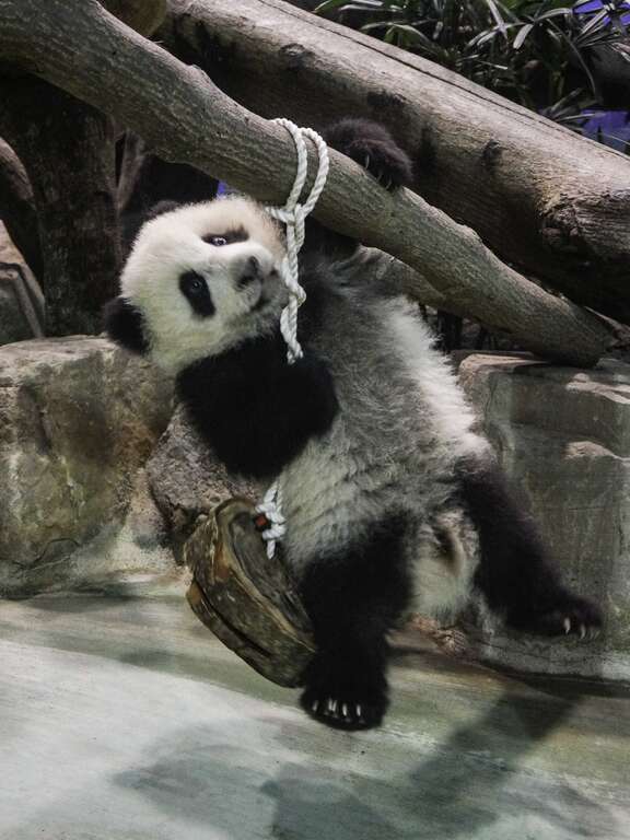 大貓熊寶寶跟小朋友一樣也會玩玩具(圖片來源：臺北市立動物園)
