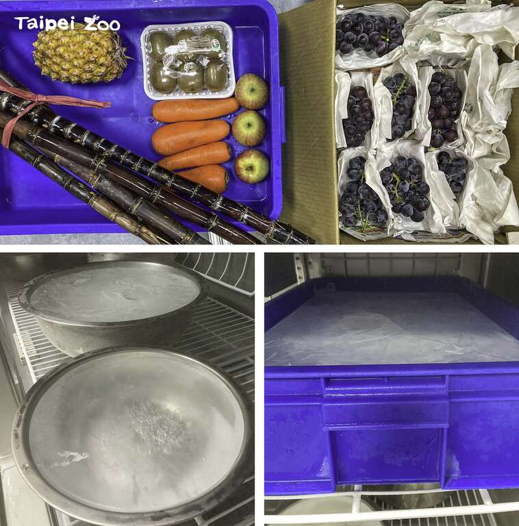 大貓熊館的保育員們特別以冰塊為基底，為「圓寶」製作「熊熊」造型的生日蛋糕(圖片來源：臺北市立動物園)