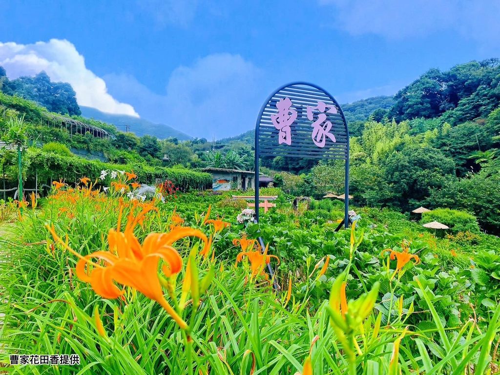台灣好行~北投-竹子湖線D款季節限定套票可入園參觀「曹家花田香」金針花海(圖片來源：臺北市政府觀光傳播局)
