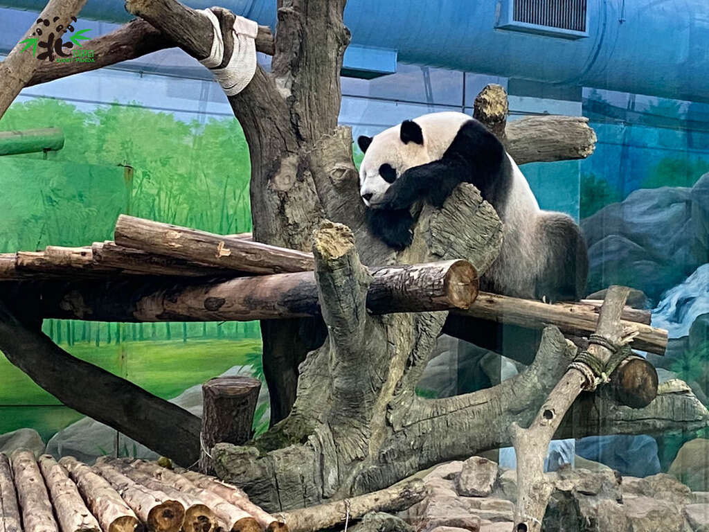 假孕中的大猫熊圆仔现在是名符其实的趴趴熊(图片来源：台北市立动物园)