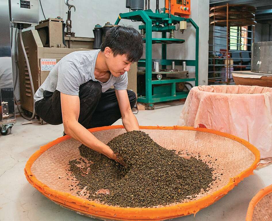制茶师手工拣选和揉茶，是传统制茶最大的特色。（摄影／翁睿坤）