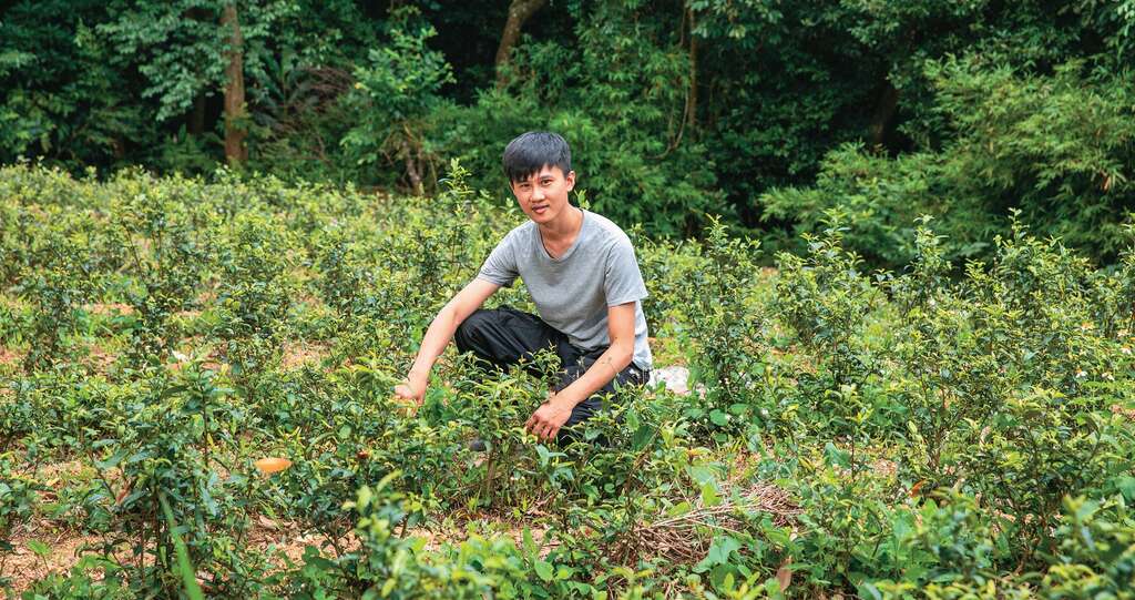 青农制茶师张君诚在猫空地区耕作，从种茶到制茶都亲力亲为。（摄影／翁睿坤）