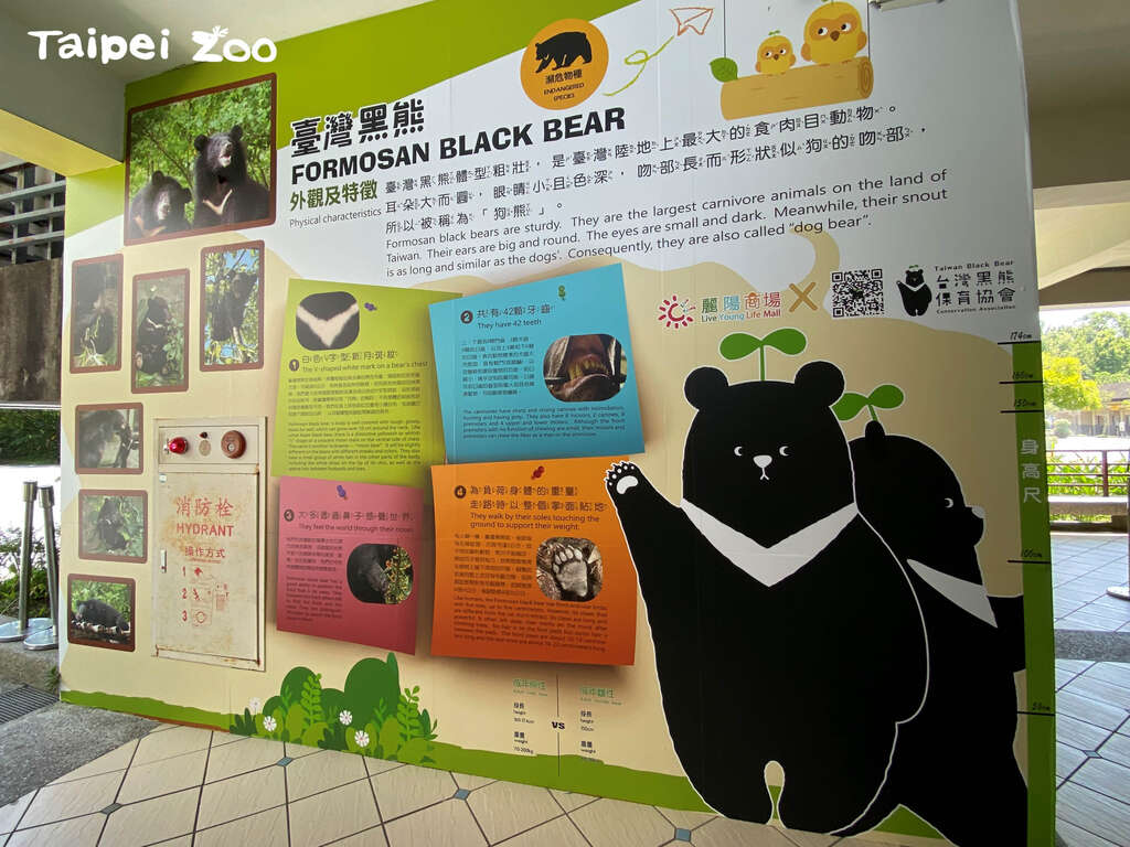在賣店等餐同時可以複習自己的黑熊知識(圖片來源：臺北市立動物園)