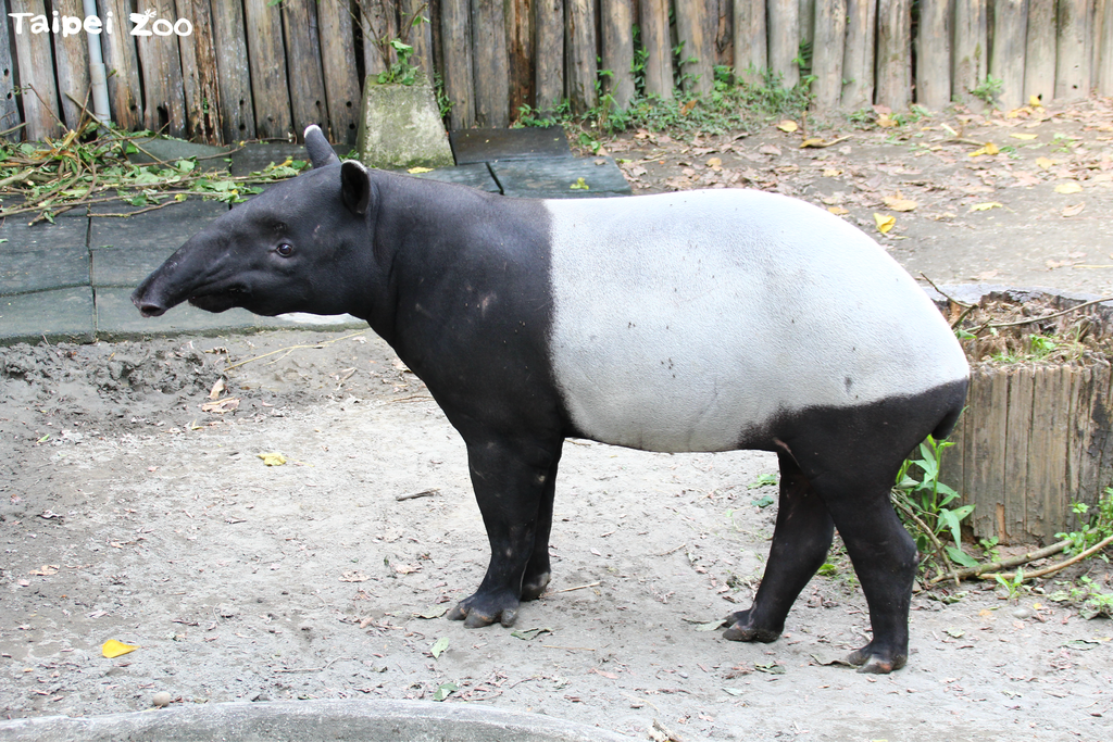 馬來貘「貘克」(圖片來源：臺北市立動物園)
