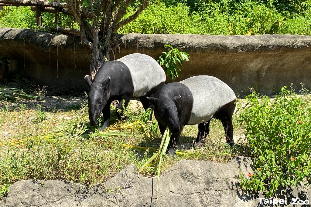 左貘莉、右貘克(圖片來源：臺北市立動物園)