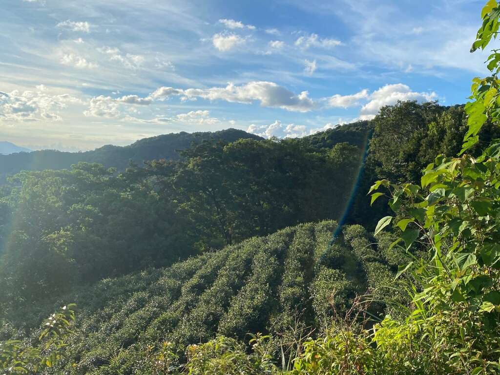 包种茶茶树梯田景观(图片来源：台北市政府工务局大地工程处)