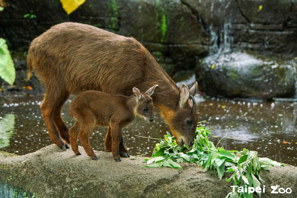 野山羊宝宝跟在妈妈薇薇身边学吃叶(图片来源：台北市立动物园)