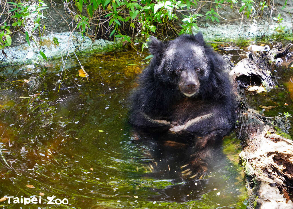 35歲的黑熊熊瑞「小熊」浴水中(圖片來源：臺北市立動物園)