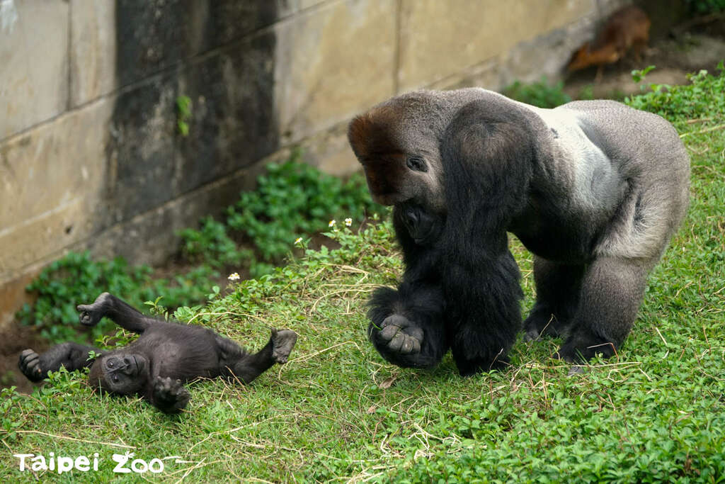 金刚猩猩父子户外一起玩耍（詹德川摄）(图片来源：台北市立动物园)